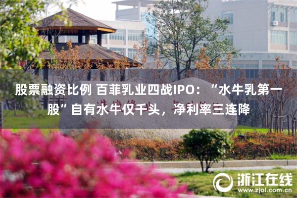 股票融资比例 百菲乳业四战IPO：“水牛乳第一股”自有水牛仅千头，净利率三连降